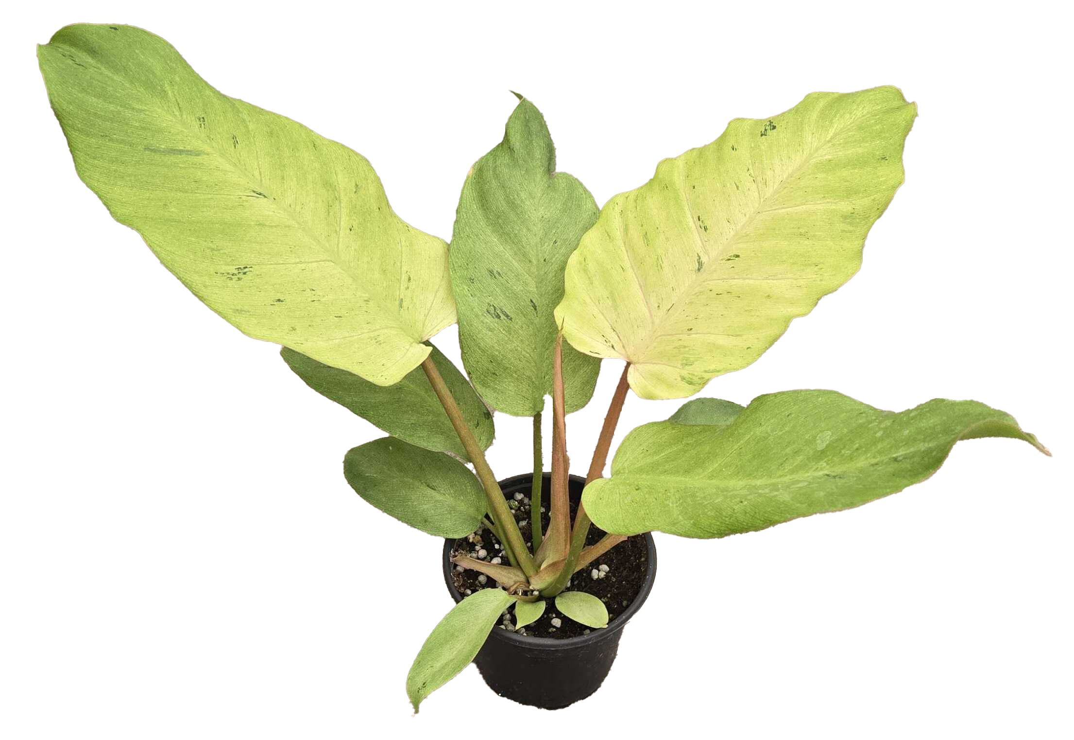 Philodendron Snowdrift 4"
