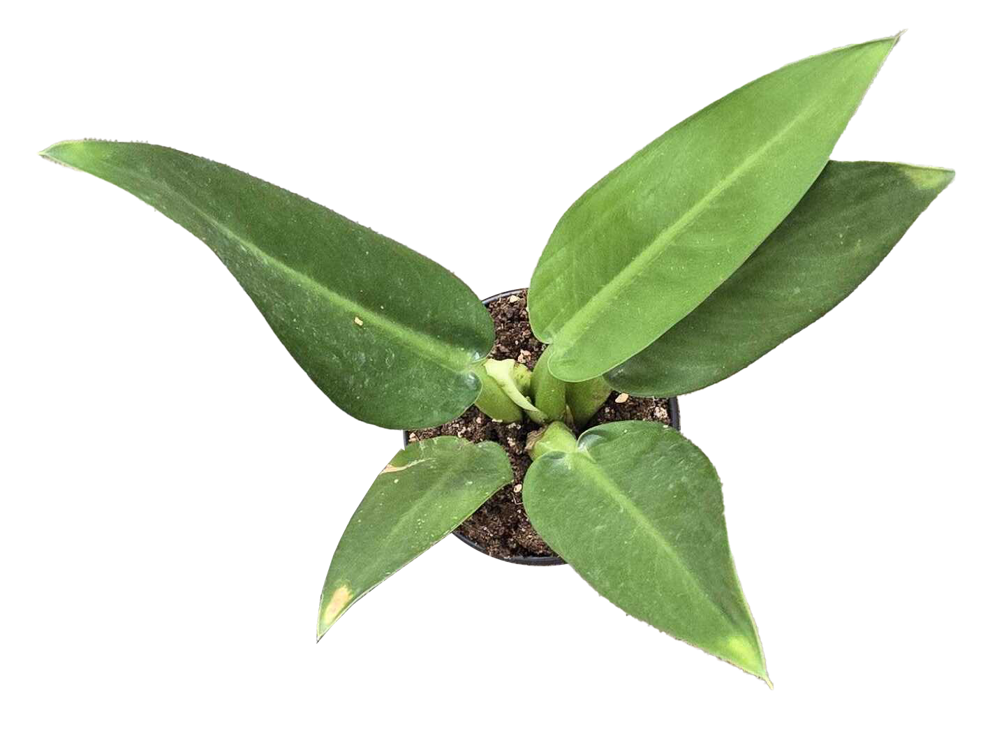 Philodendron Fat Boy 4in Grow Pot