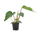 Philodendron Mayoi Hybrid 4in Grow Pot