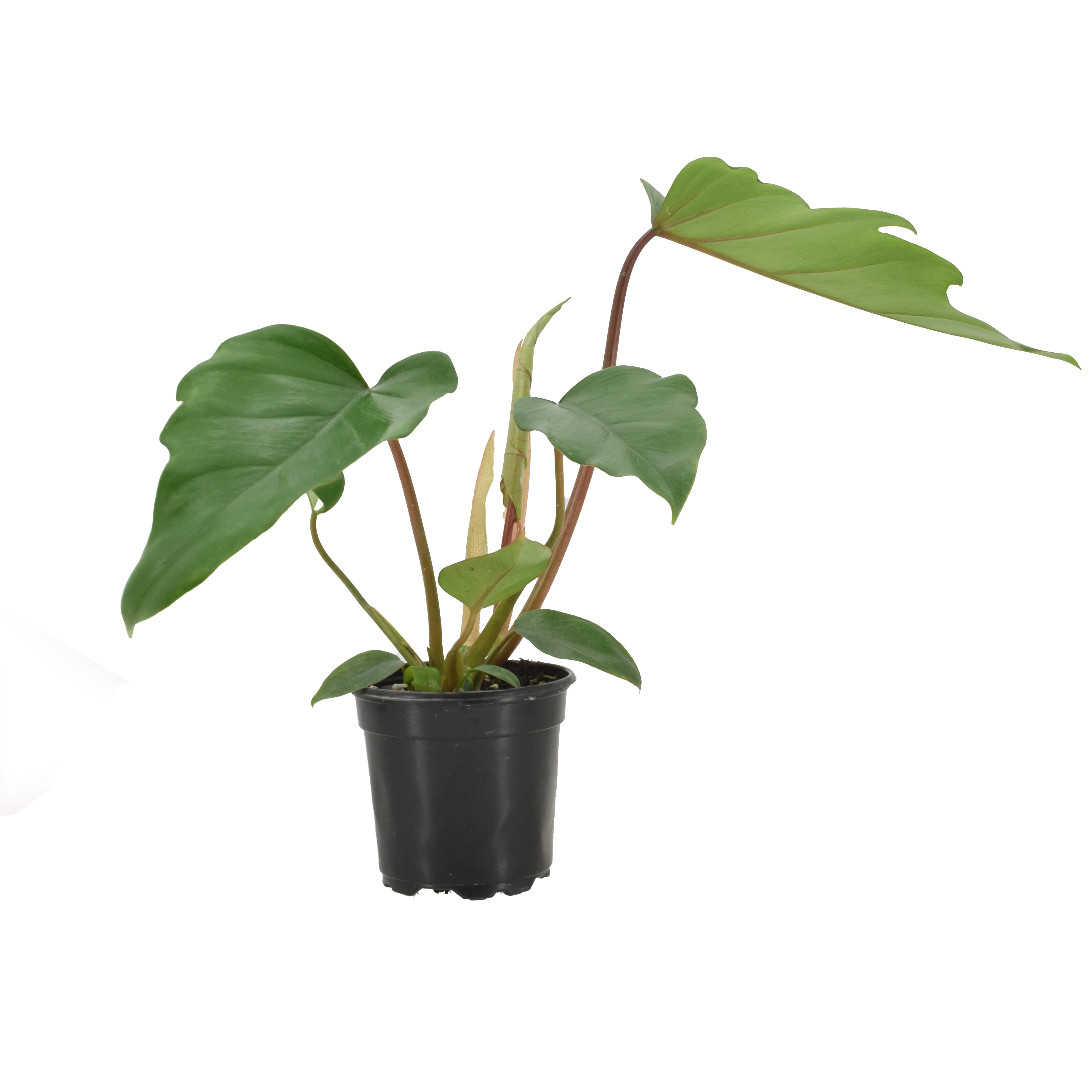 Philodendron Mayoi Hybrid 4in Grow Pot