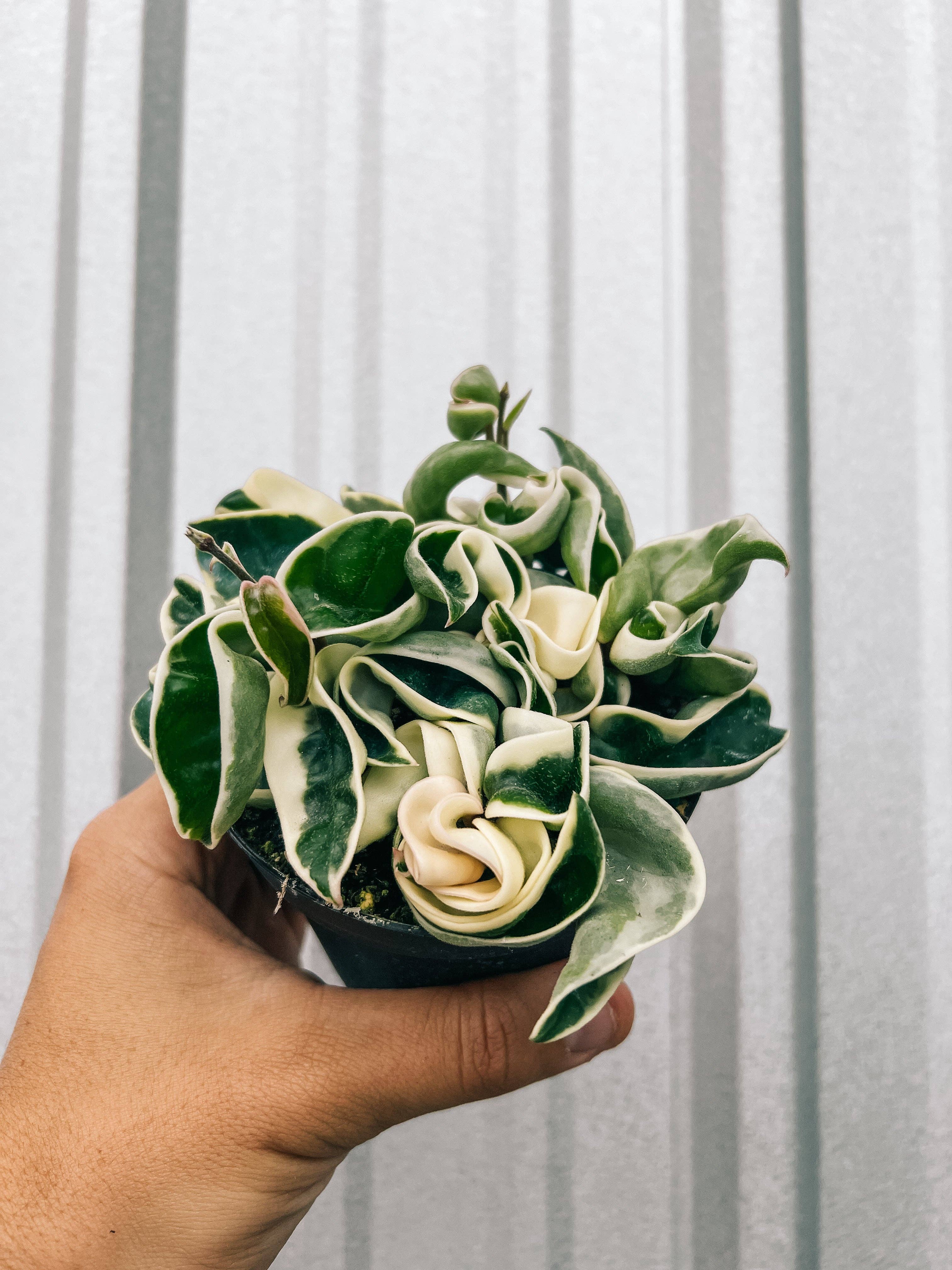 4" Hoya 'Compacta' Variegated
