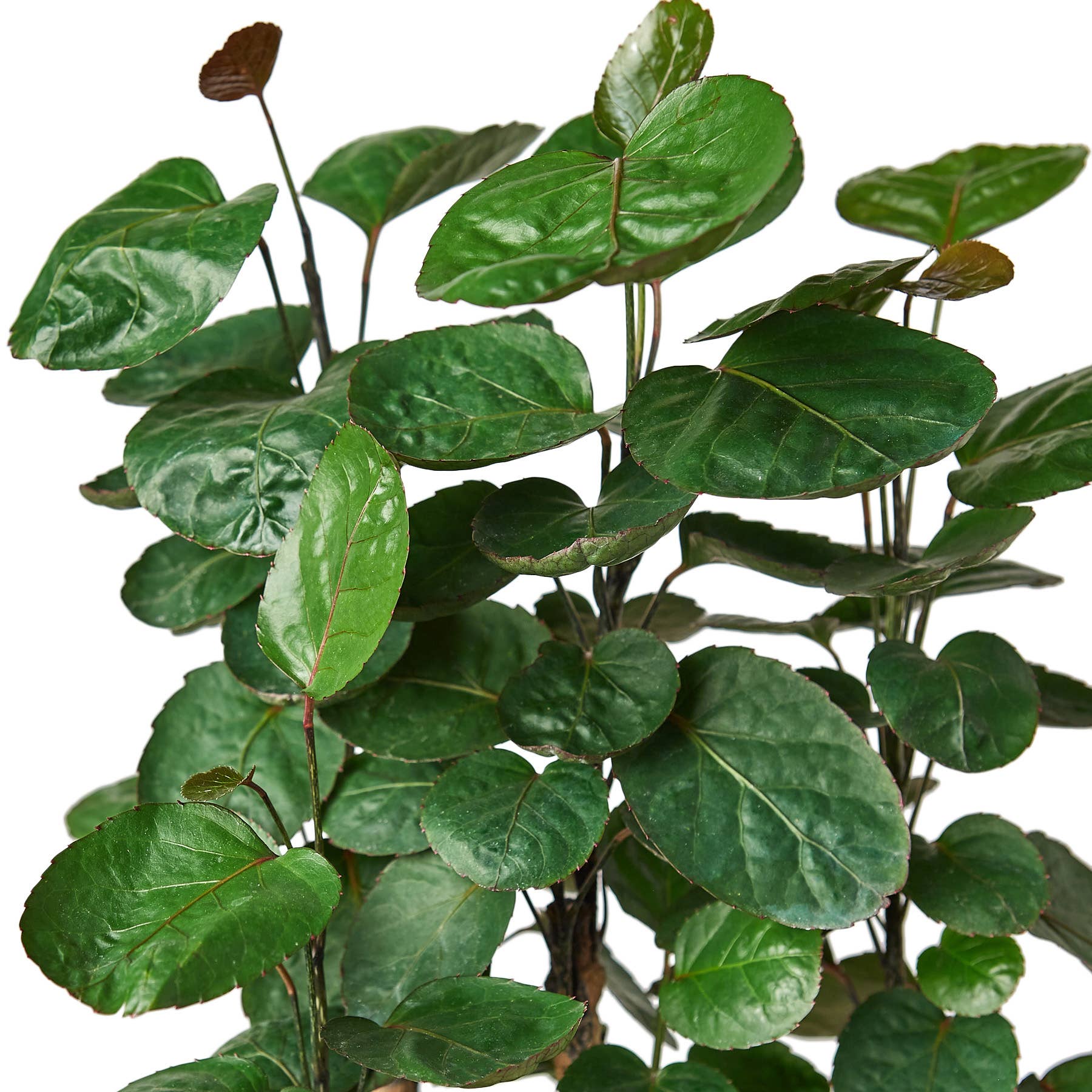 ARALIA FABIAN STUMP 6-inch