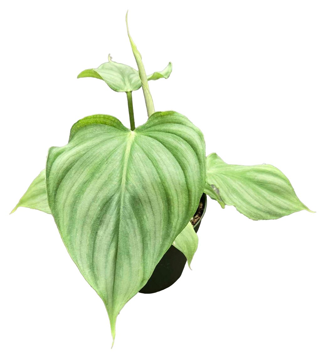 Philodendron Pastazanum x Plowmanii 4 inch Grower Pot
