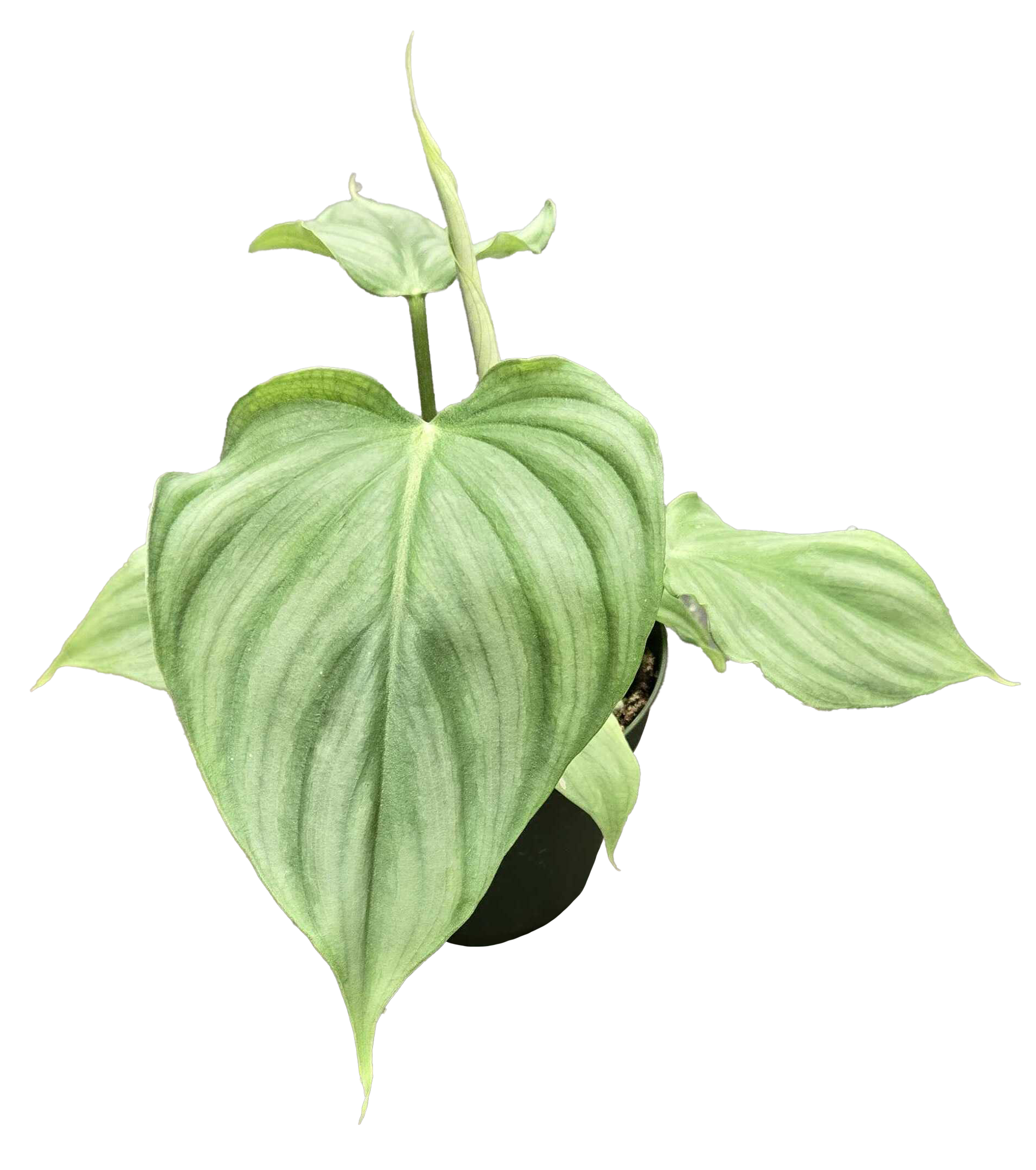 Philodendron Pastazanum x Plowmanii 4 inch Grower Pot