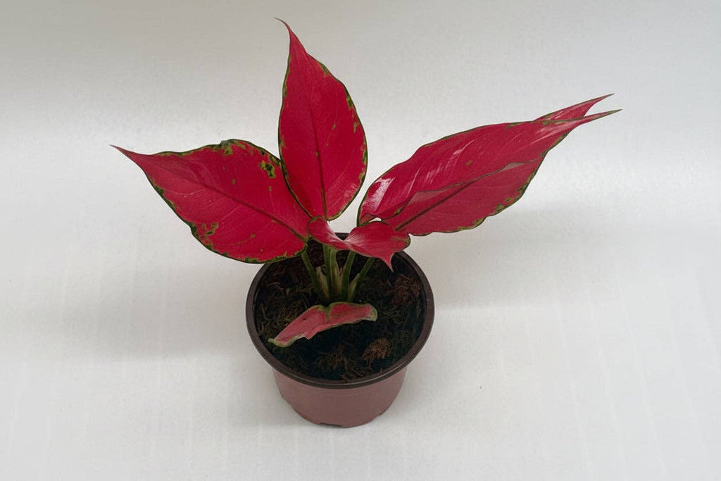 Aglaonema 'Ruby Garuda': 4" Pot
