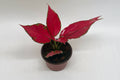 Aglaonema 'Ruby Garuda': 4" Pot