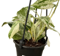 Epipremnum Marble 4in Hanging Basket
