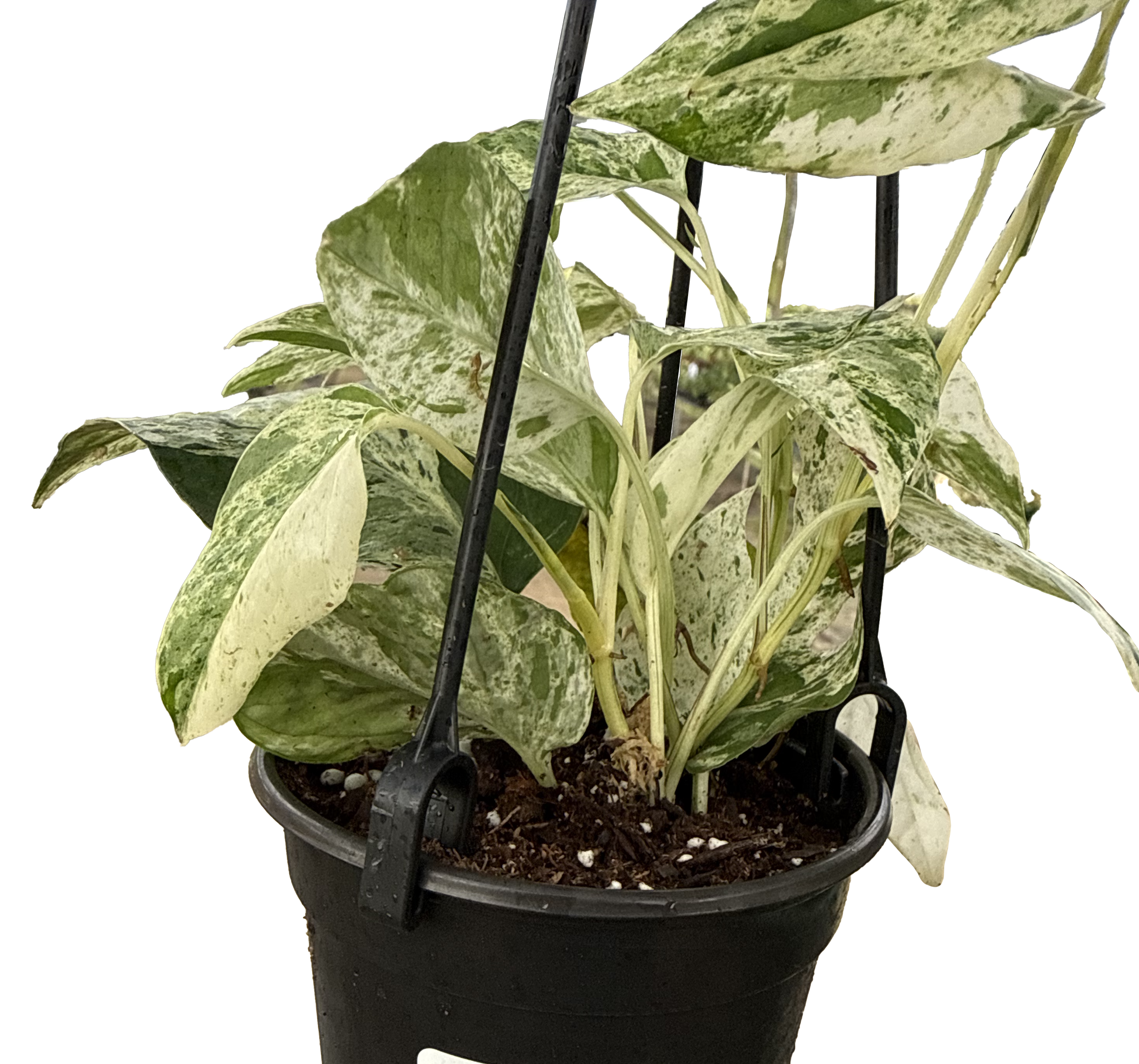 Epipremnum Marble 4in Hanging Basket
