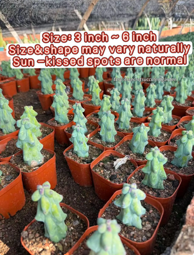 Boobie Cactus