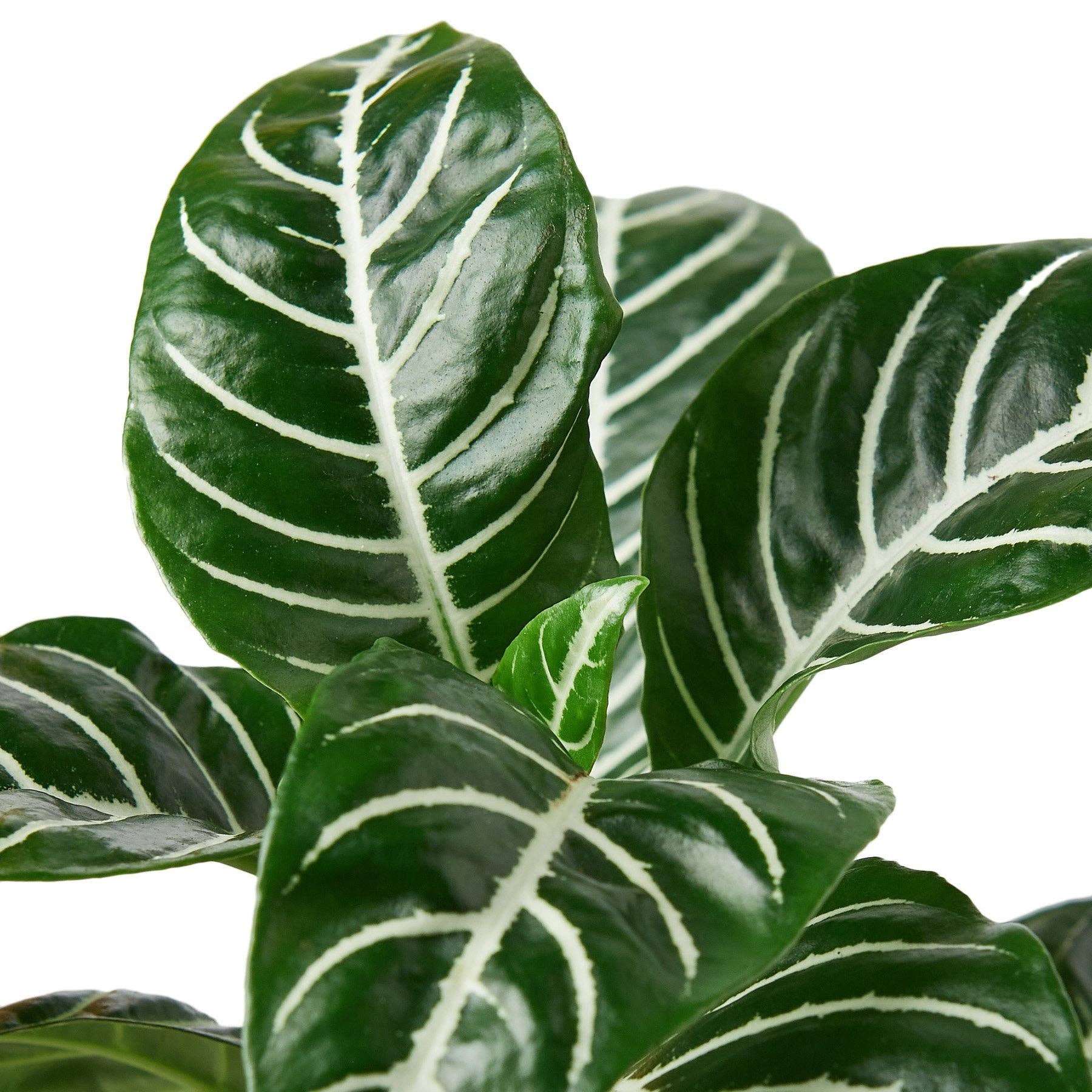 Zebra 'Aphelandra': 4" Pot
