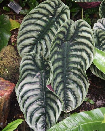 Alocasia Cuprea Starter