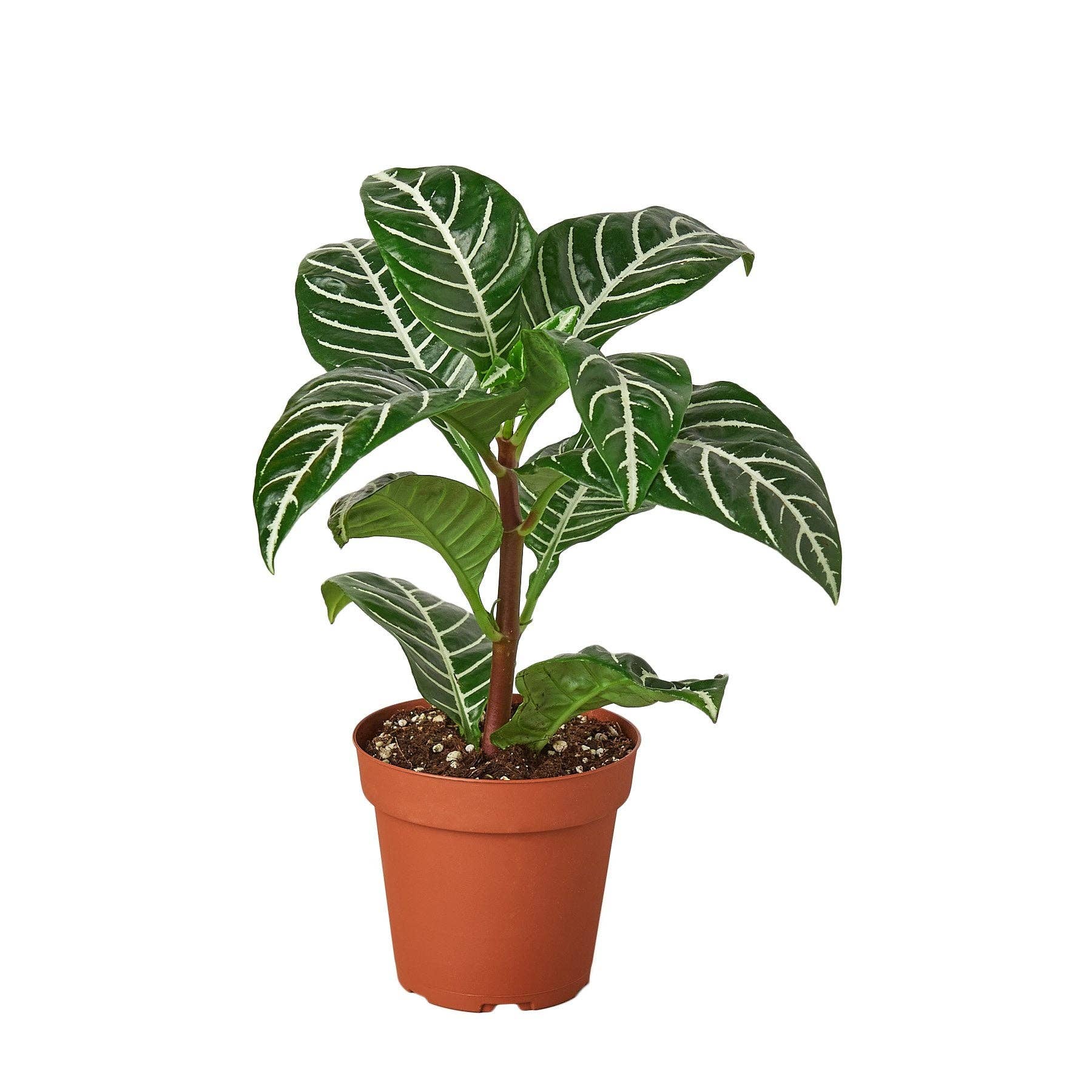 Zebra 'Aphelandra': 4" Pot