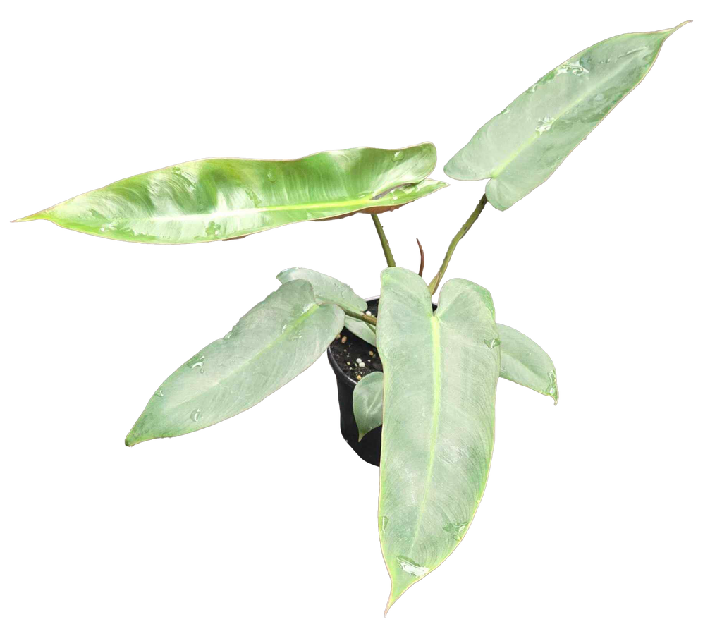 Philodendron Atabapoense 4 inch Grower Pot