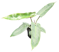 Philodendron Atabapoense 4 inch Grower Pot