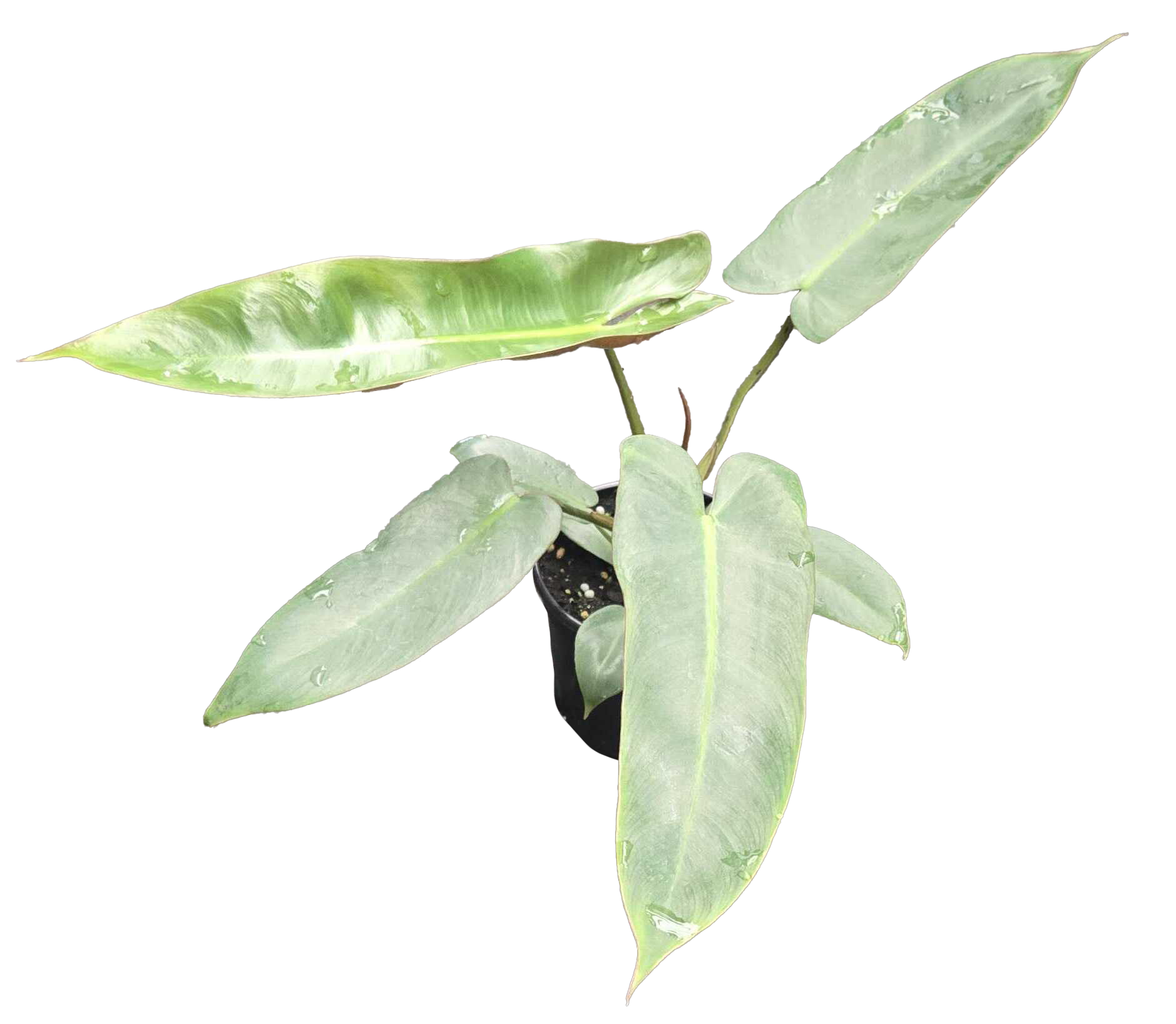 Philodendron Atabapoense 4 inch Grower Pot