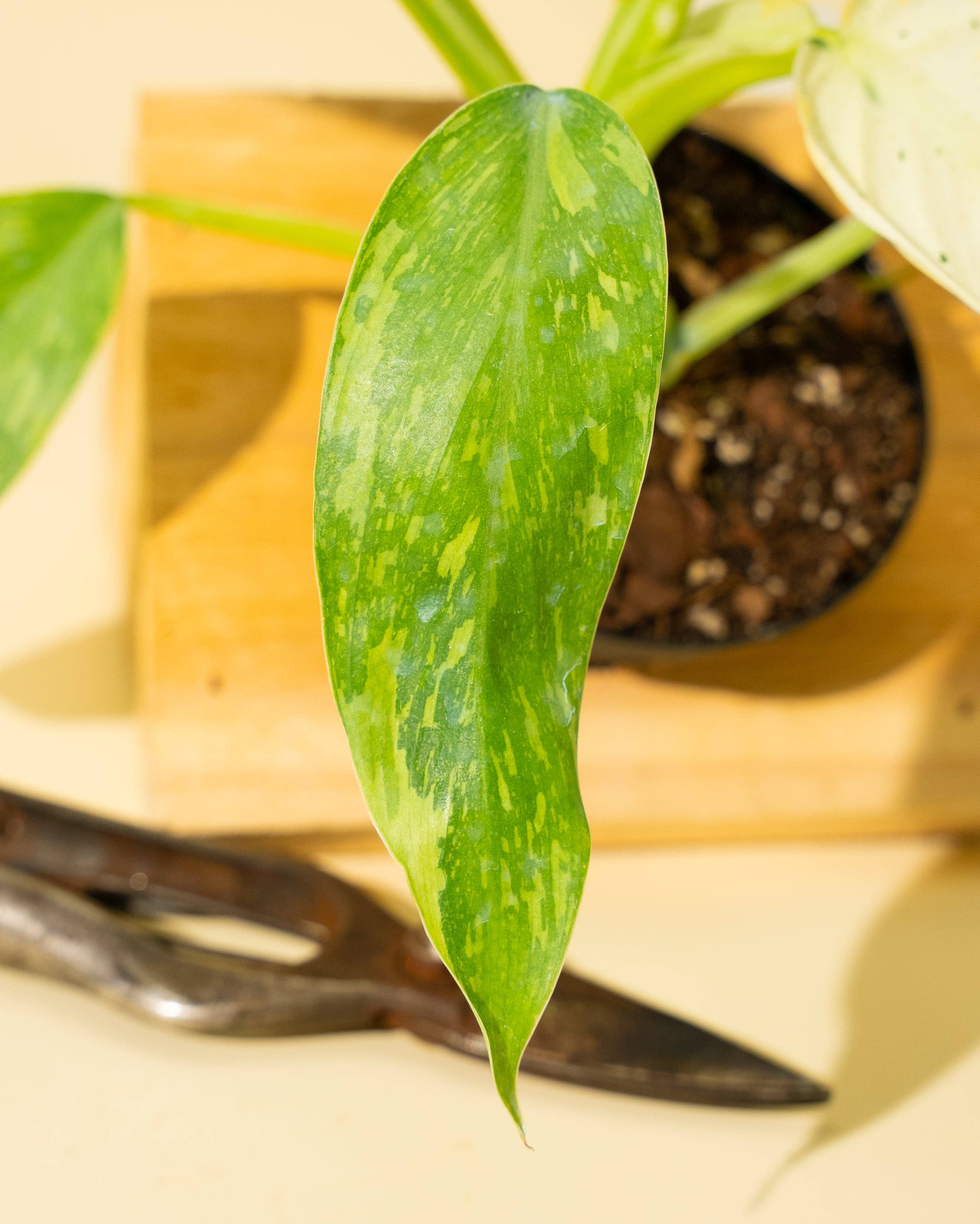 4" Philodendron 'Jose Buono Fiesta'