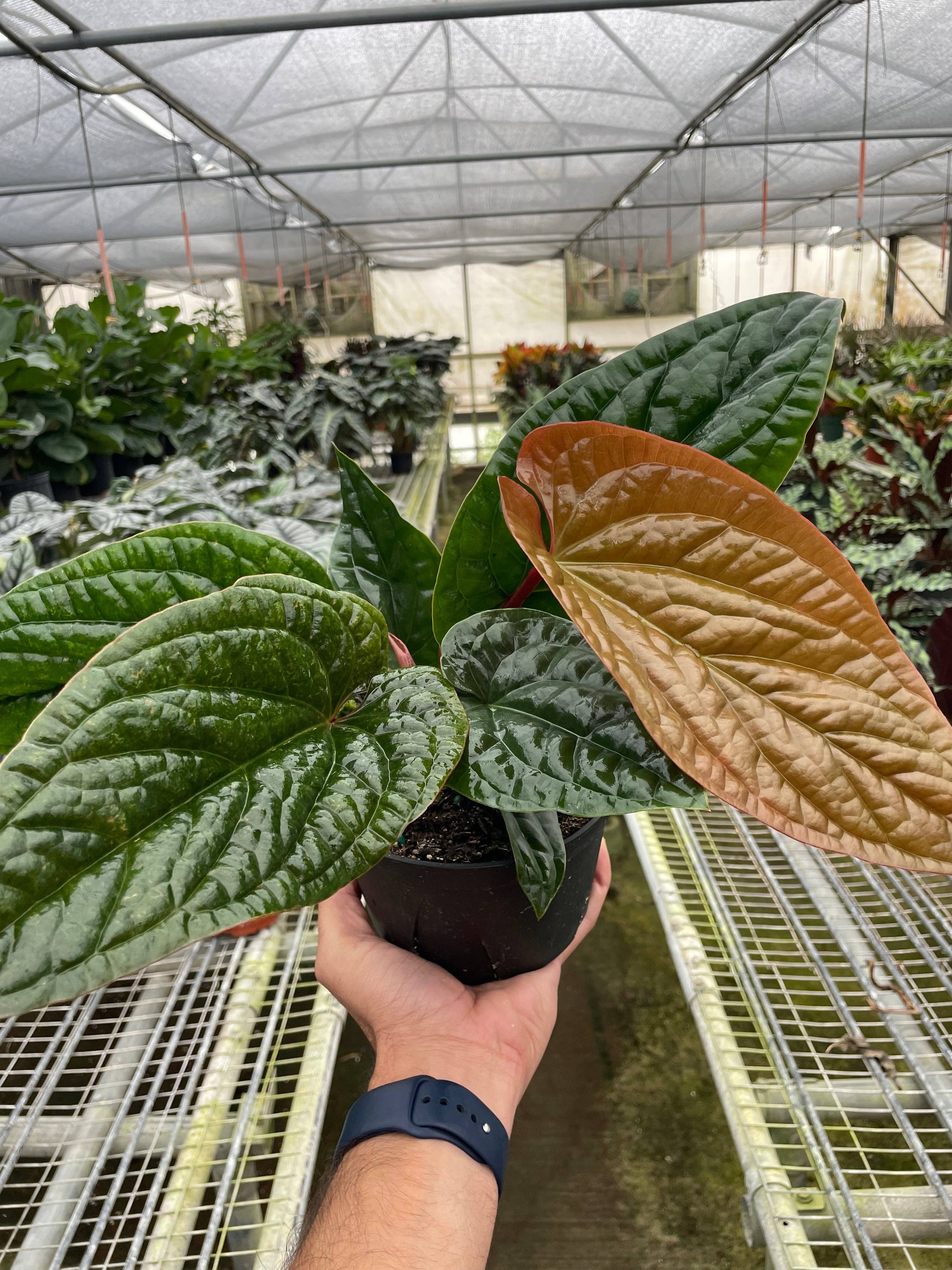 Anthurium 'Radicans x Luxurians': 6" Pot