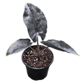 Alocasia Antoro Velvet
