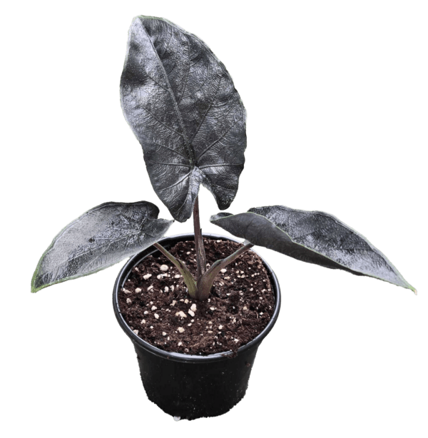 Alocasia Antoro Velvet