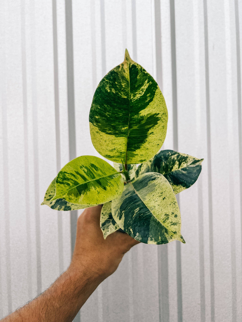 4" Ficus 'Shivereana'