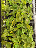 Syngonium Pink Splash Starter