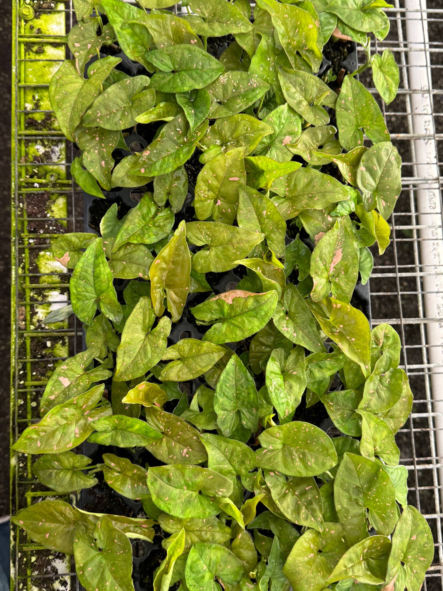 Syngonium Pink Splash Starter