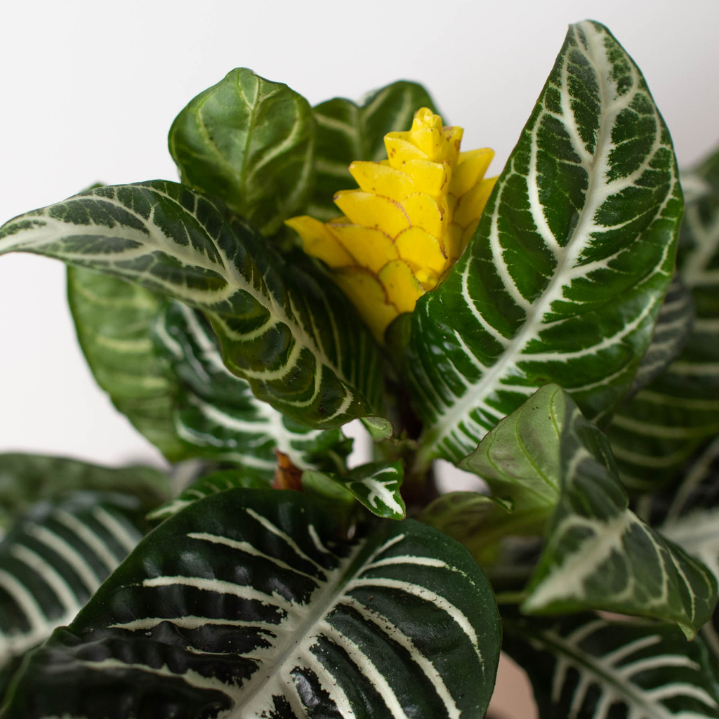 Zebra 'Aphelandra': 4" Pot