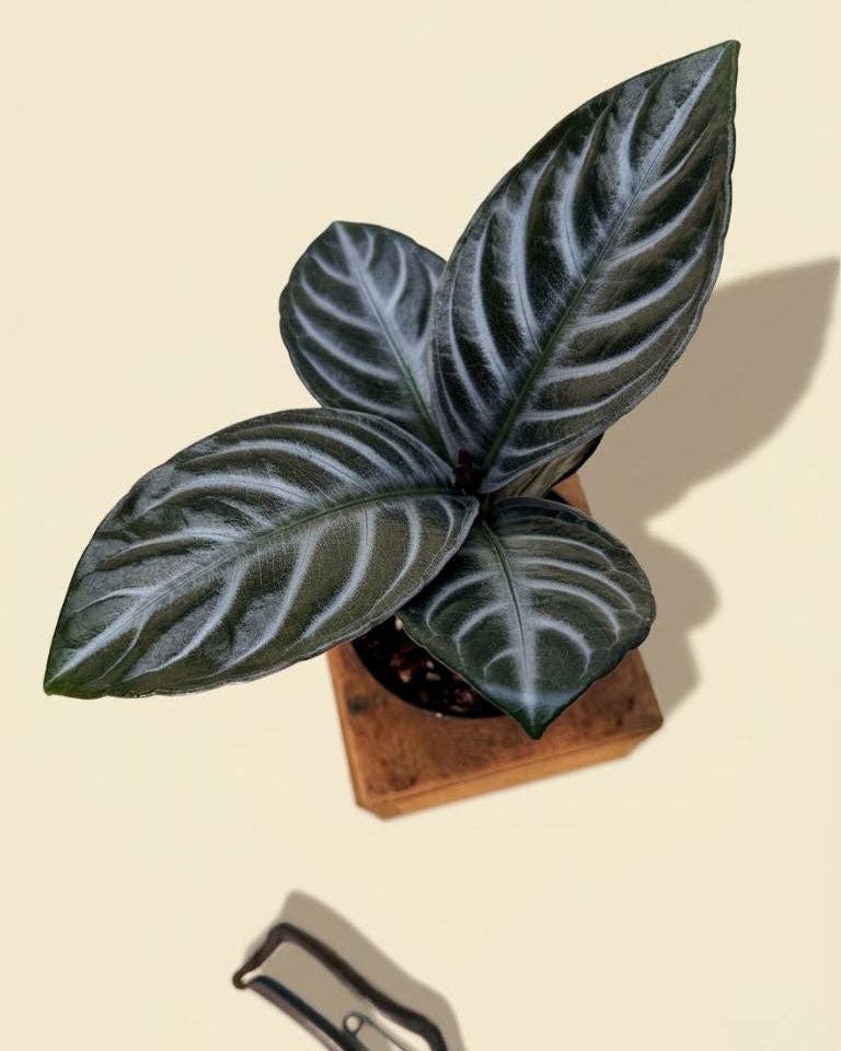 4" Aphelandra 'Nova Fuego'
