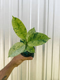 4" Ficus 'Shivereana'