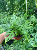 4" Monstera 'Swiss Cheese'