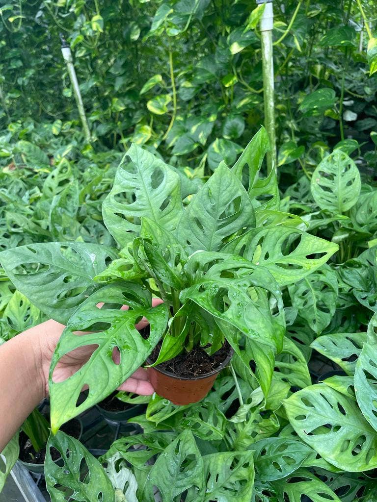 4" Monstera 'Swiss Cheese'