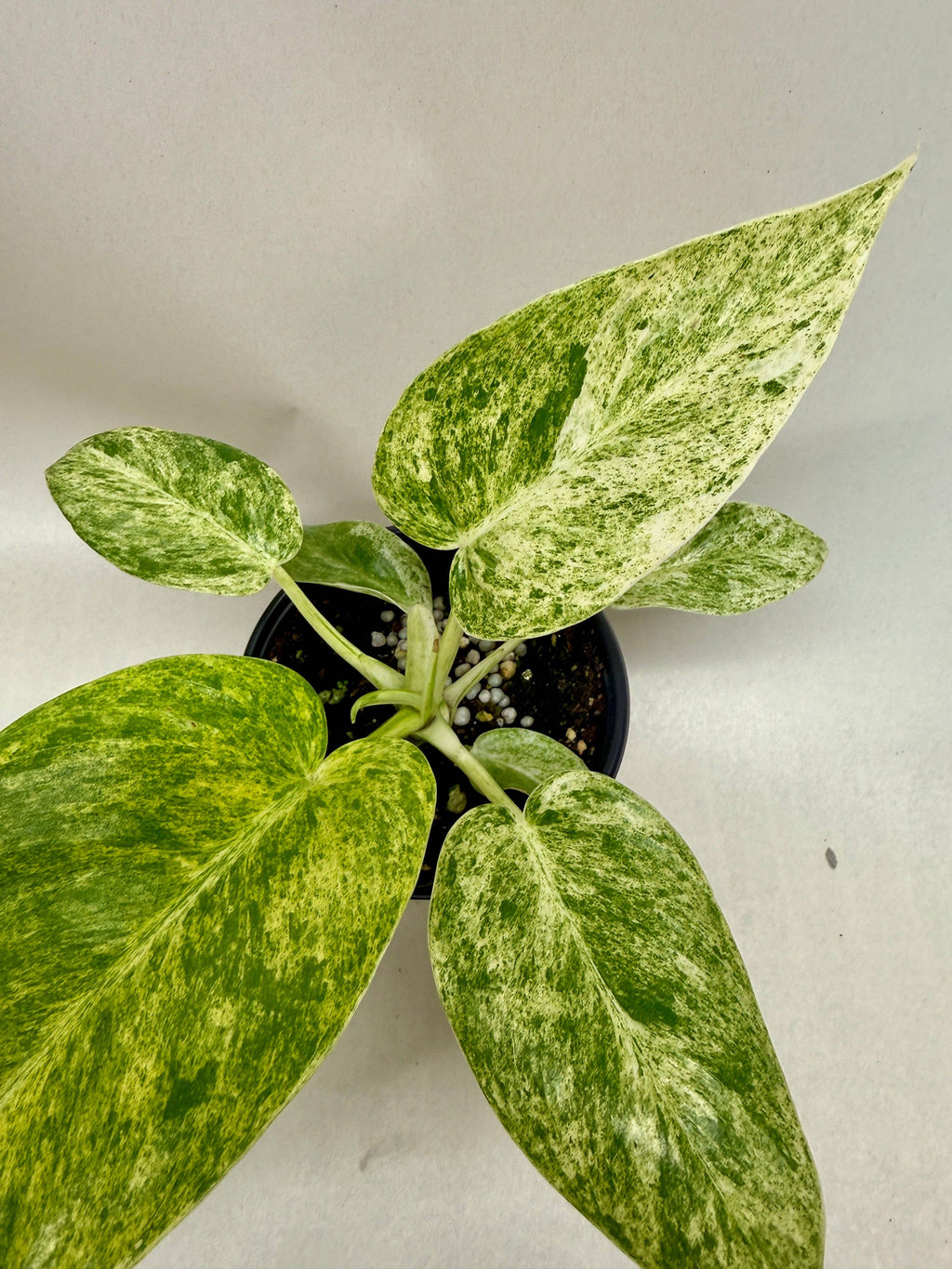 Philodendron 'Blizzard': 4" Pot
