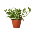 POTHOS NJOY 4-inch