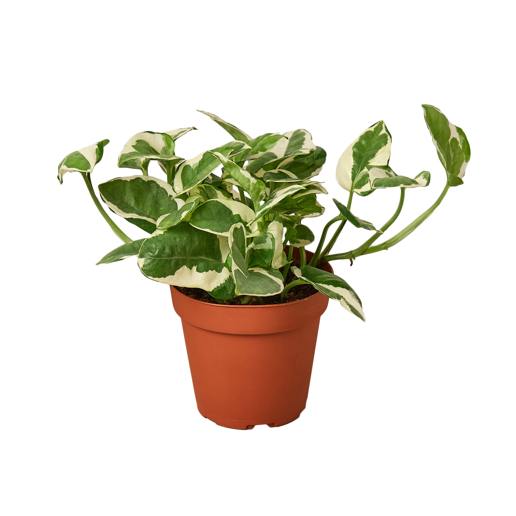 POTHOS NJOY 4-inch