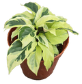 Calathea Yellow Fusion