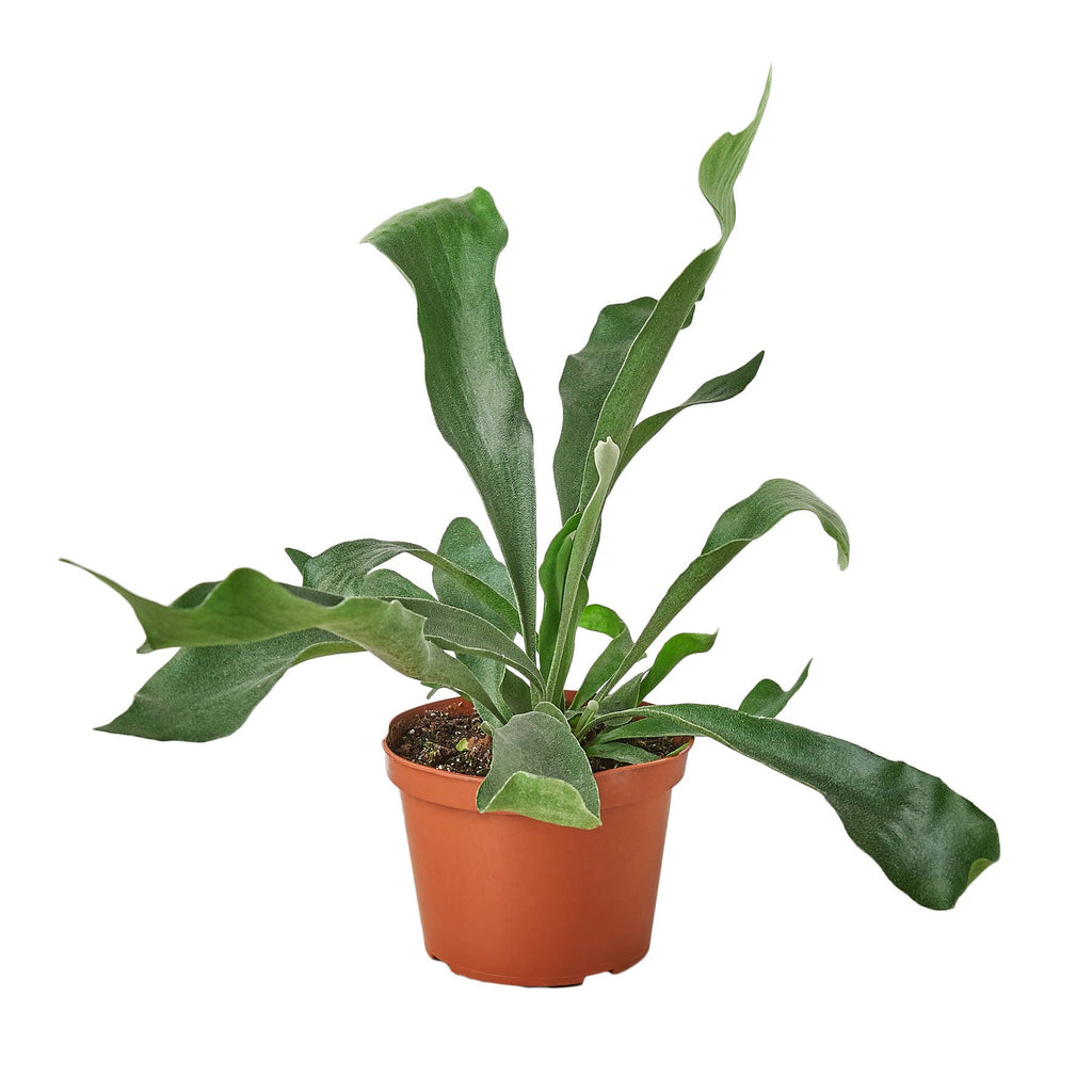 FERN STAGHORN 6"