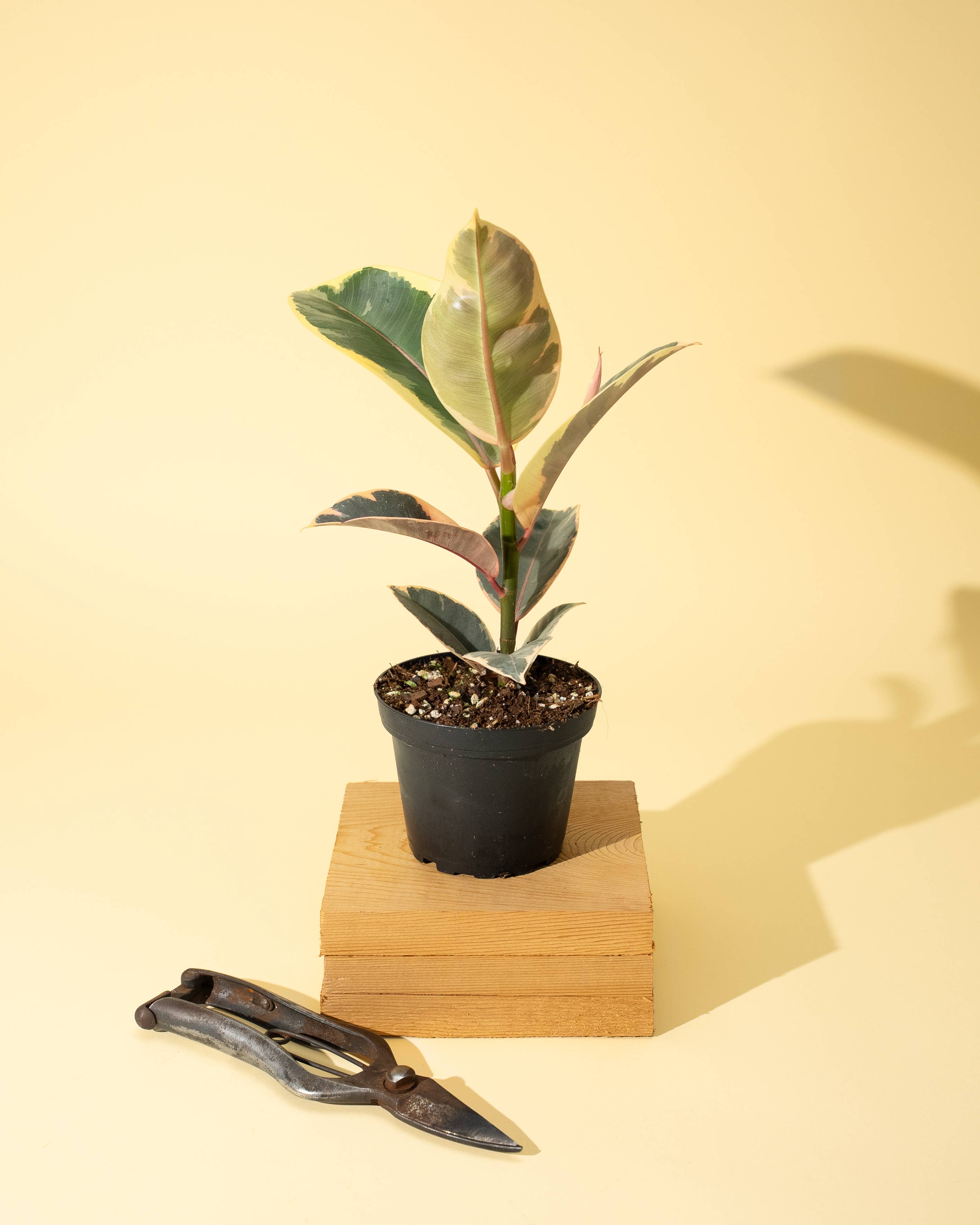 4" Ficus 'Tineke'
