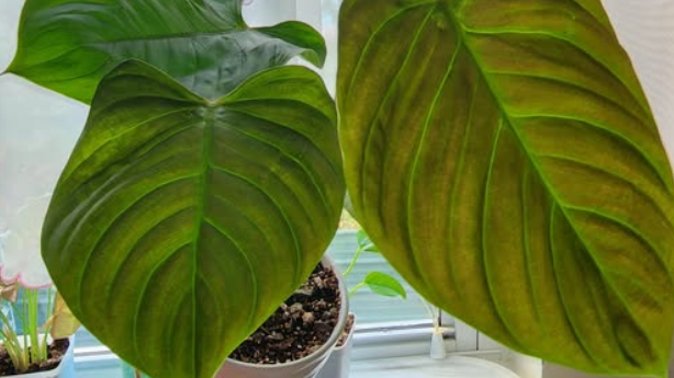 Philodendron Fuzzy Petiole (Nangaritense) Starter