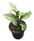 Hoya Silver Moon 4 inch Grower Pot
