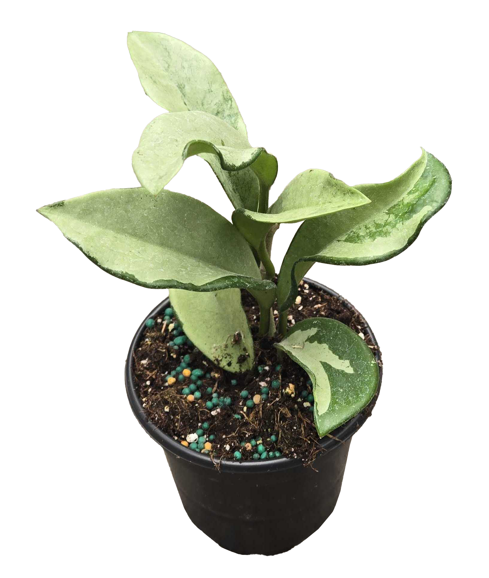 Hoya Silver Moon 4 inch Grower Pot