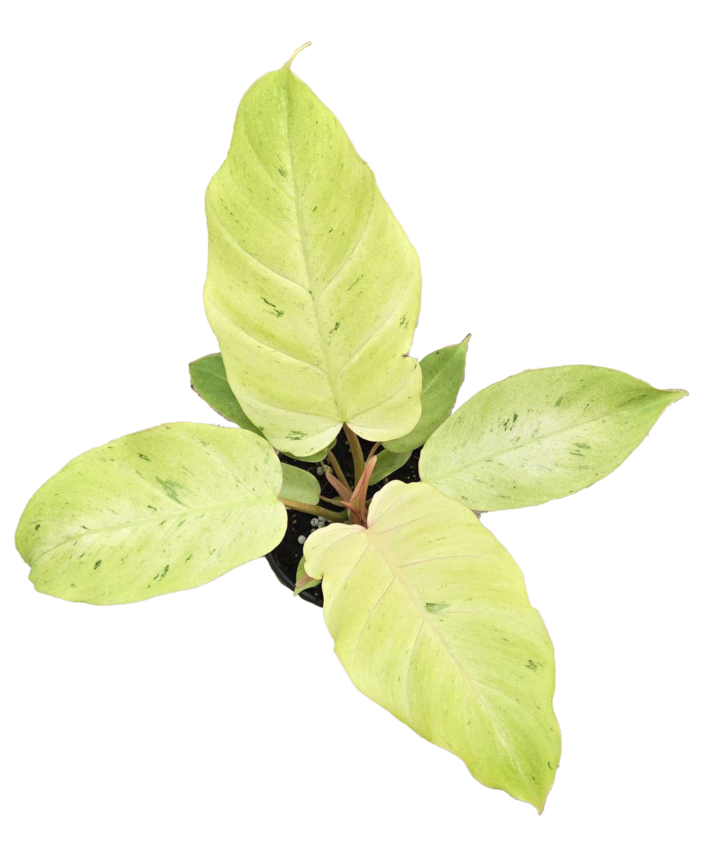 Philodendron Snowdrift 4"