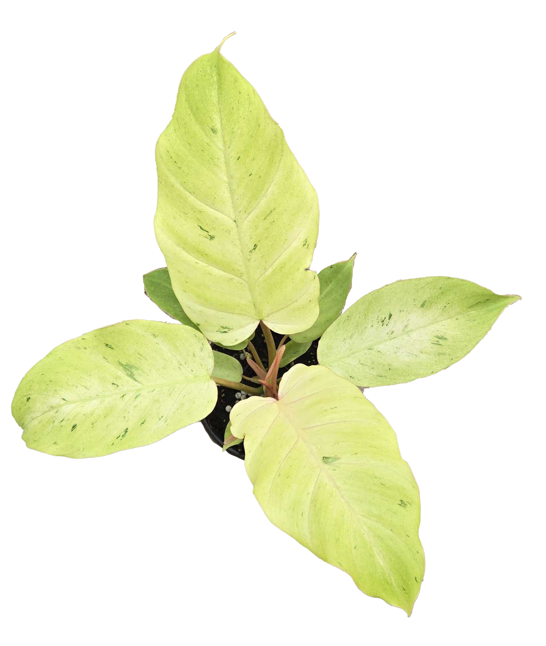 Philodendron Snowdrift 4"