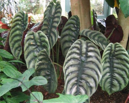 Alocasia Cuprea Starter