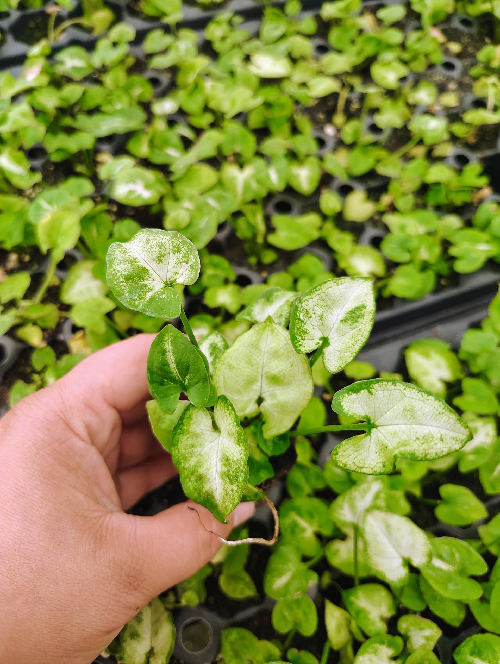 Syngonium Big White Starter