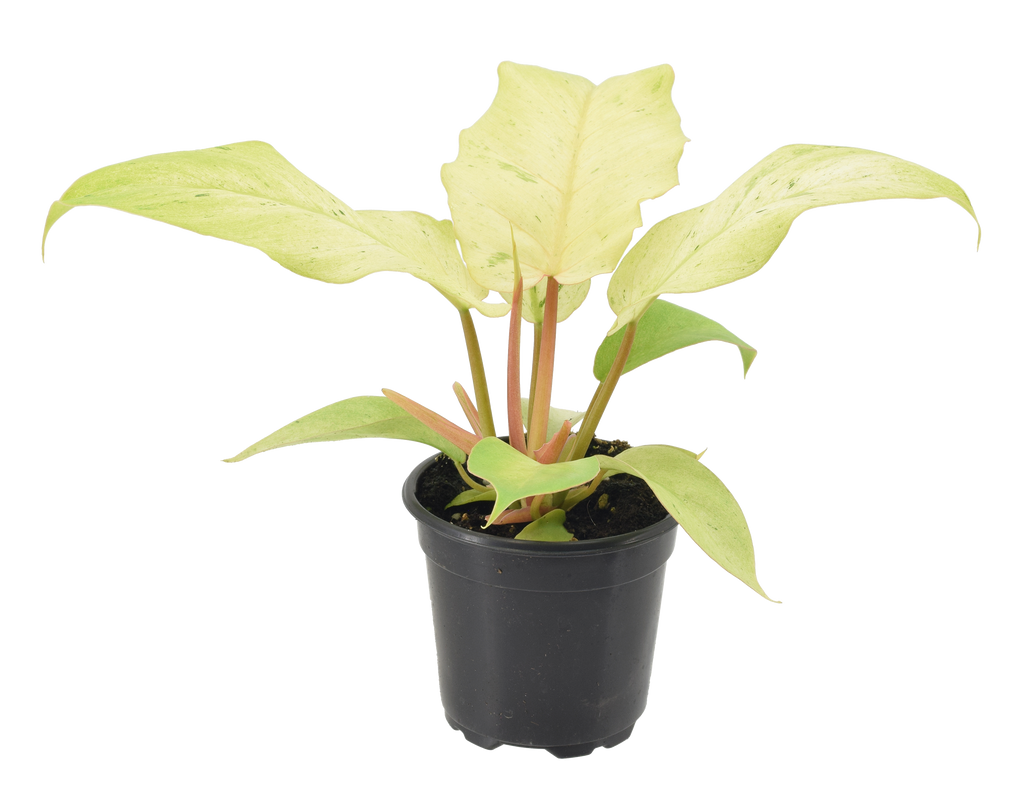 Philodendron Snowdrift 4"