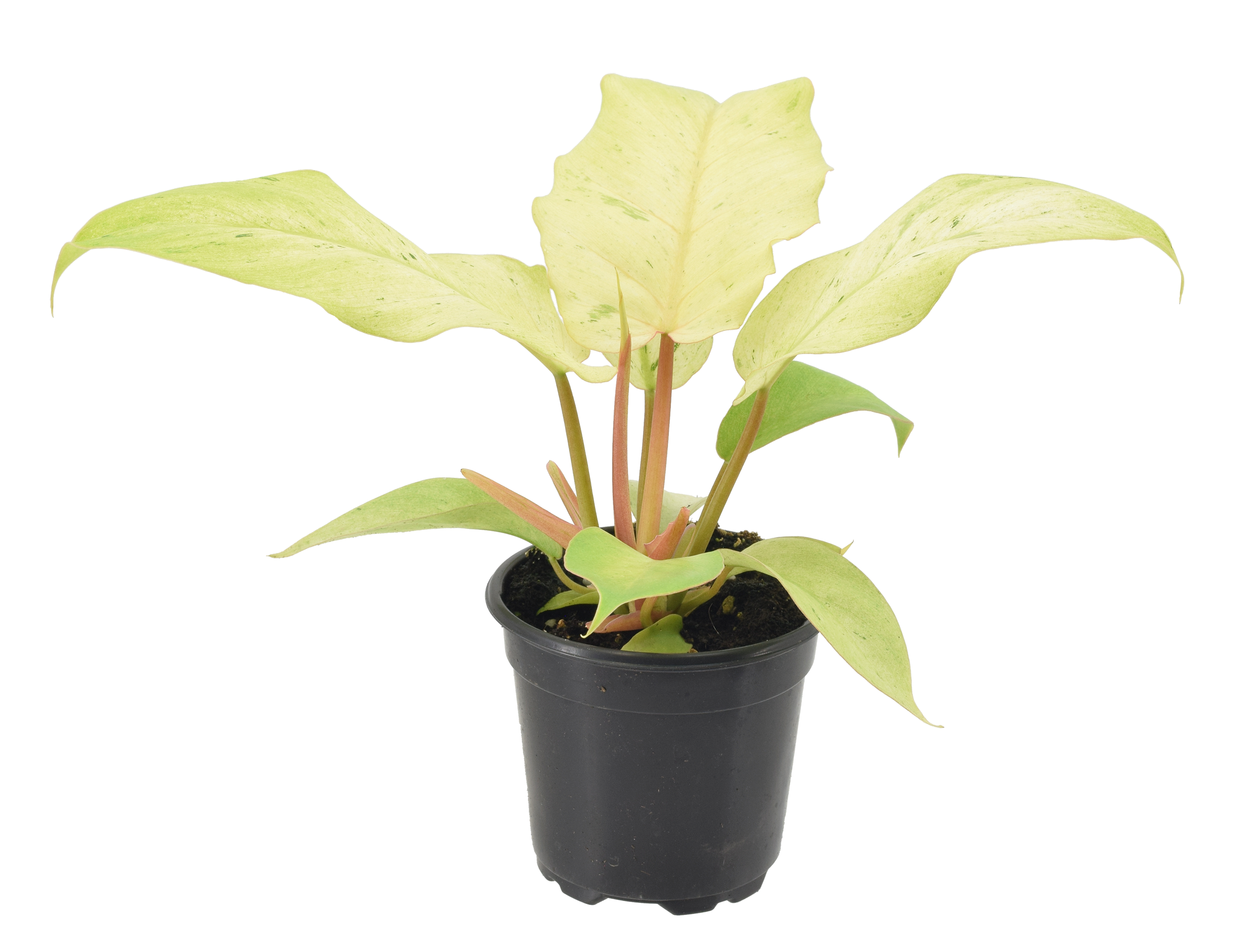 Philodendron Snowdrift 4"