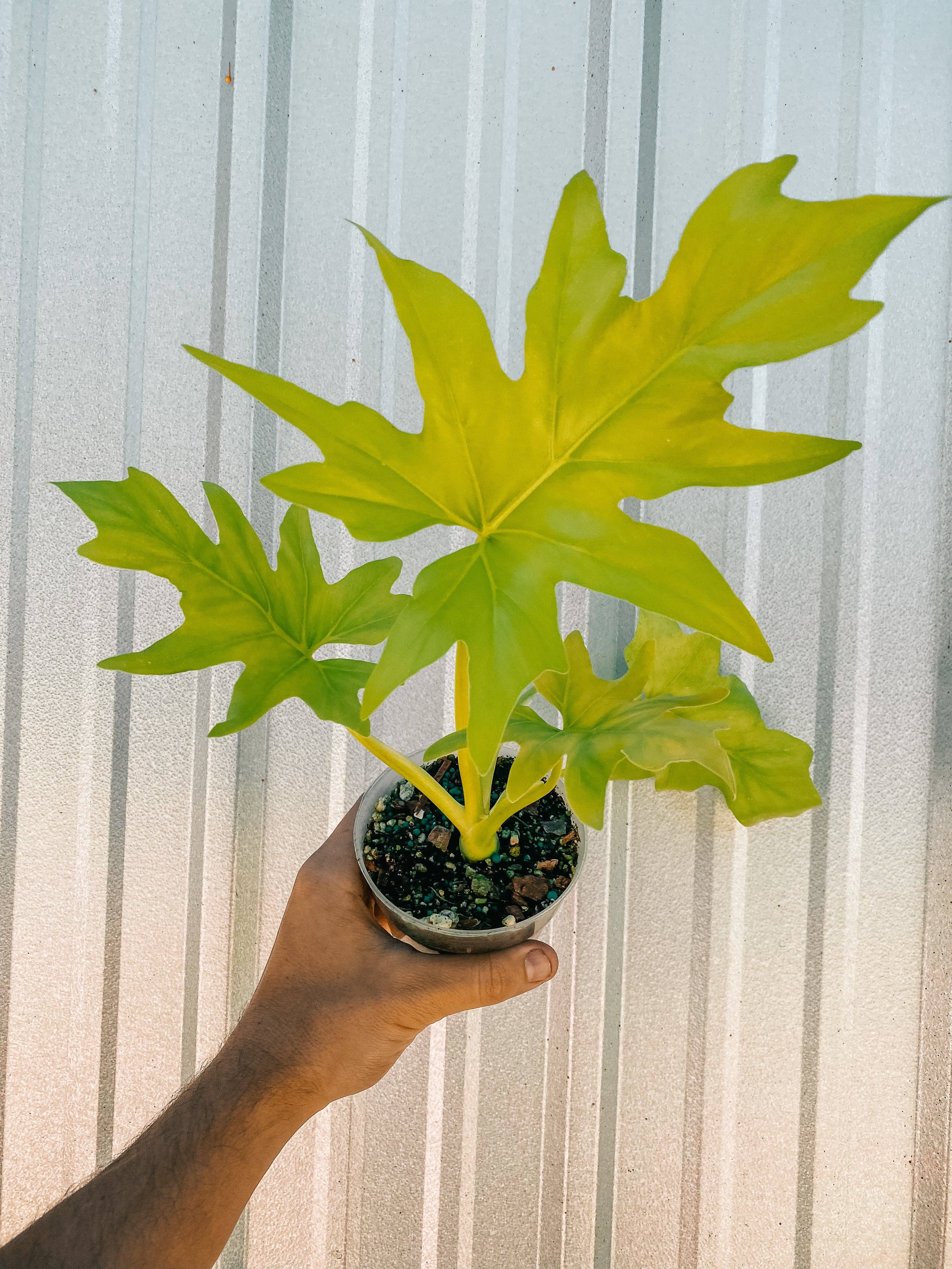 4" Philodendron 'Warscewiczii Aurea'