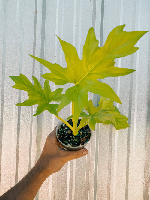 4" Philodendron 'Warscewiczii Aurea'