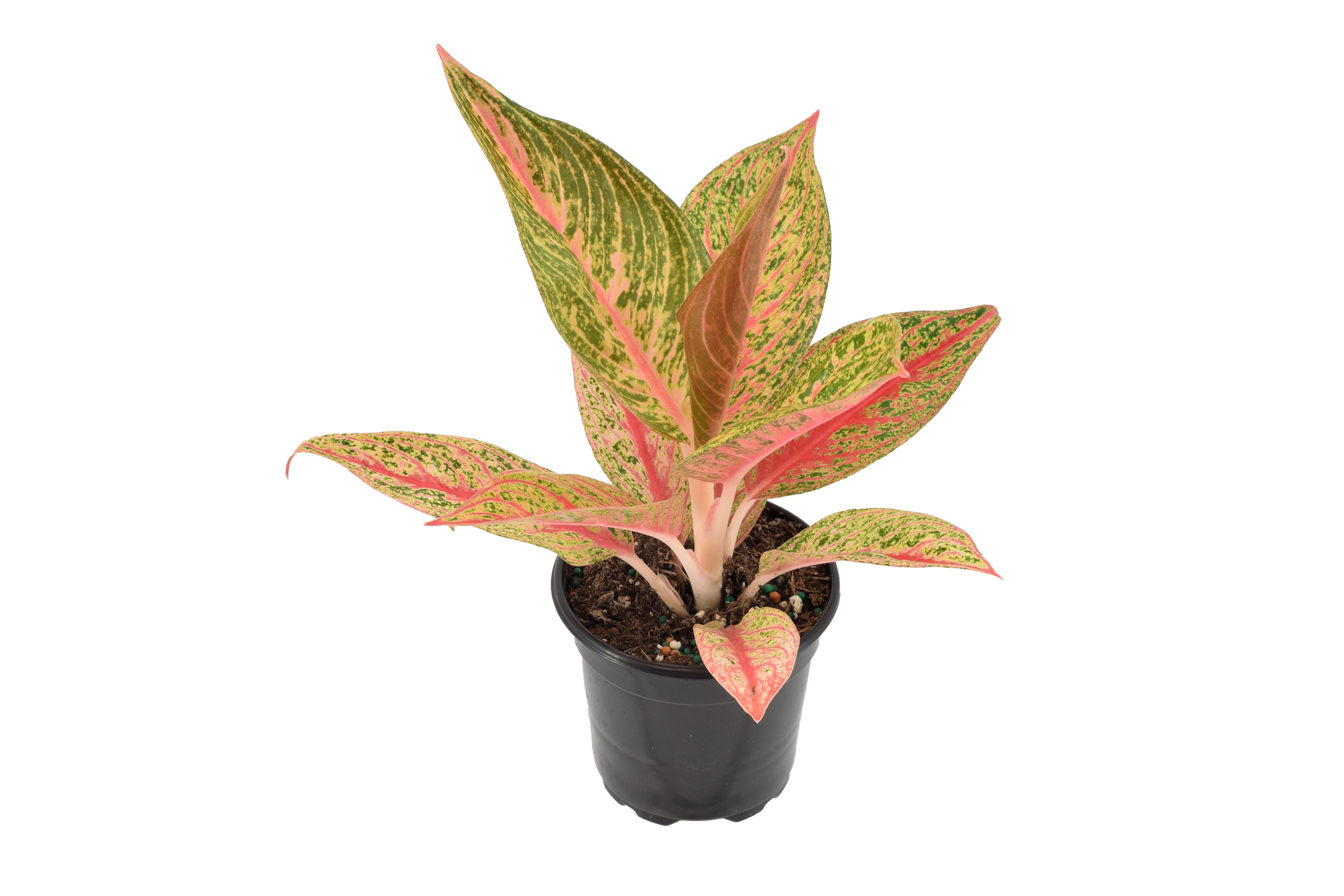Aglaonema Red Legacy 4 inch Grower Pot
