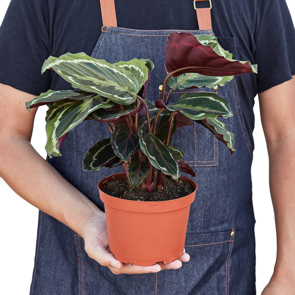 CALATHEA MEDALLION 6-inch